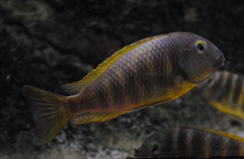 Tropheus brichardi 'Katonga'